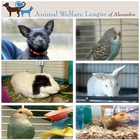 animal-welfare-league-of-alexandria-birthday-party-places-in-va